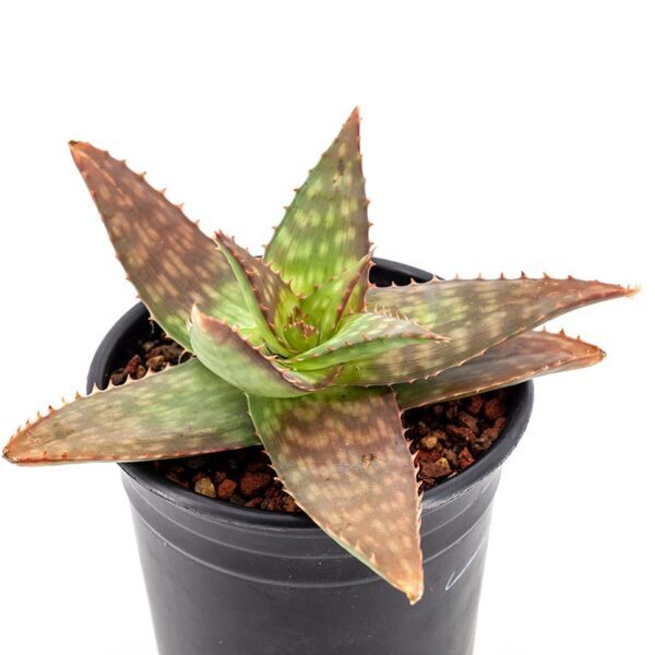 1g-Aloe-maculata