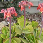 Cotyledon orbiculata 'Green' (128)