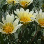 Arctotis cream yellow