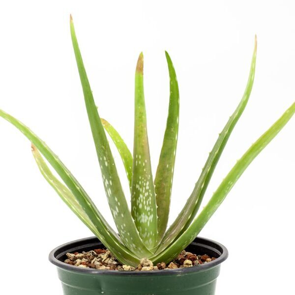 6inch-Aloe-Vera