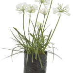 Agapanthus