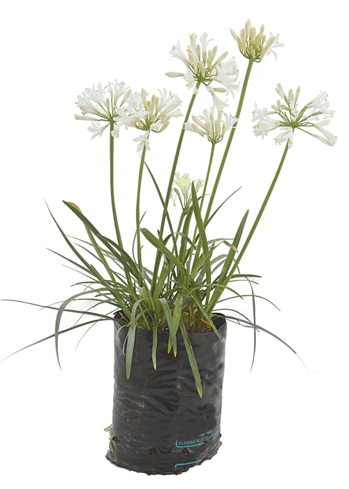 AGAPANTHUS-ALBUS-4L