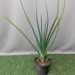 Aloe cooperi '10kg'