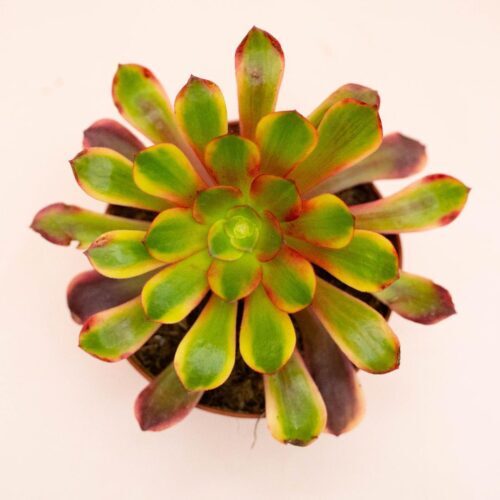 Aeonium arboretum Bronze 4kg