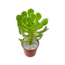 Aeonium arboretum ‘Green”