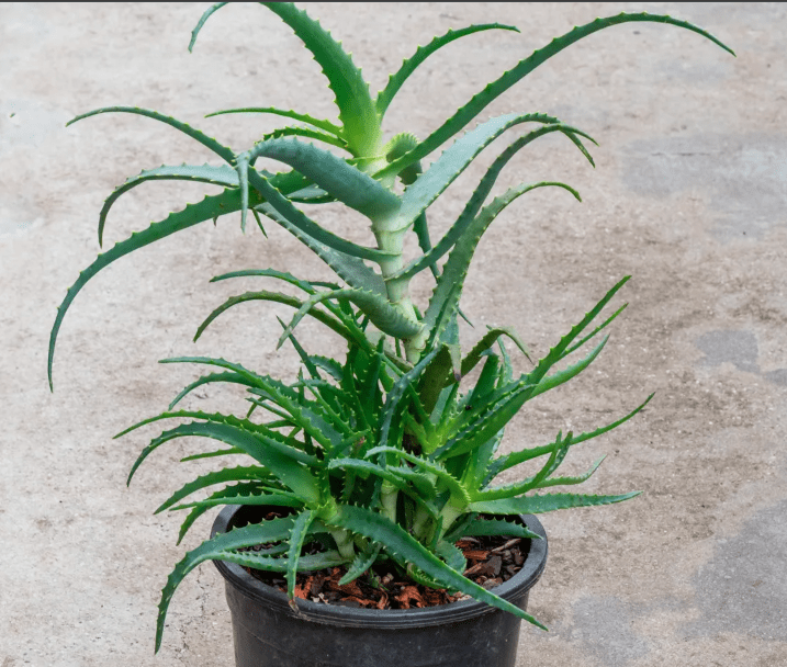 Aloe ‘Arborescens’