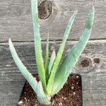 Aloe chabaudii