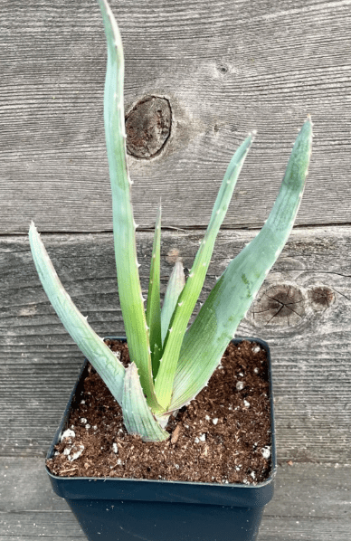 Aloe chabaudii