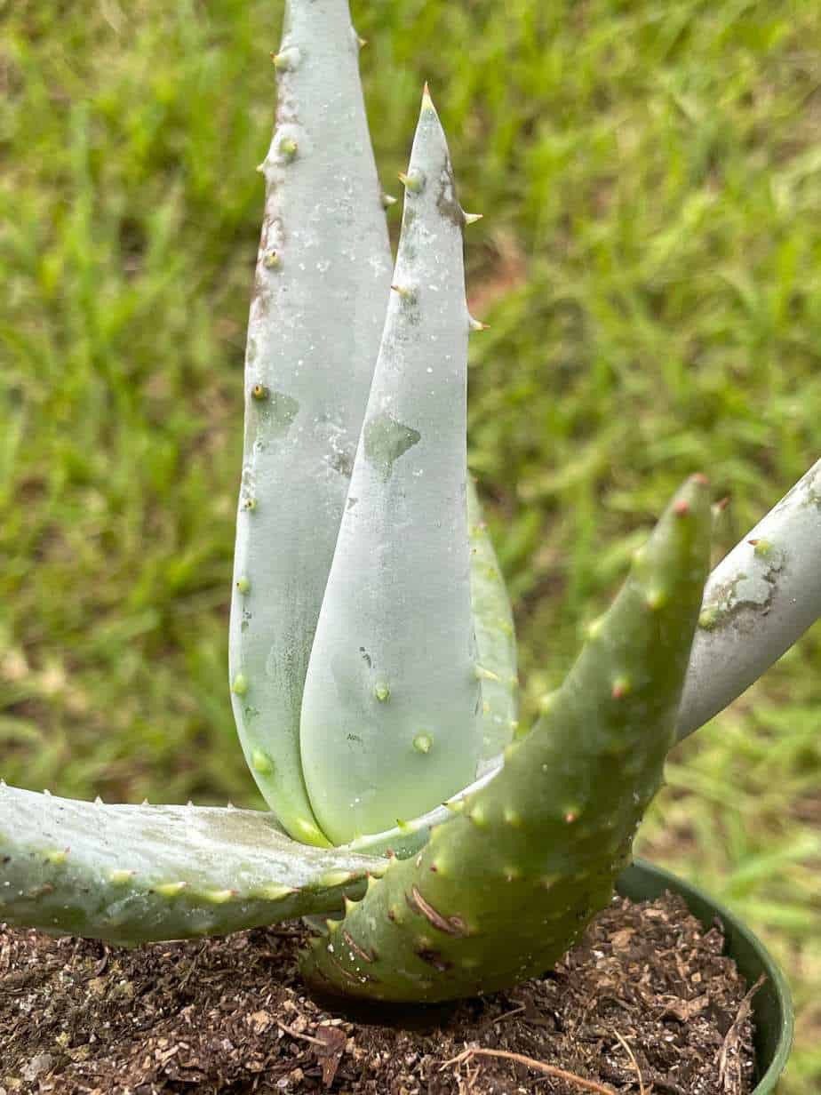 Aloe ferox 4kg