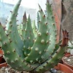 Aloe ferox '10kg'