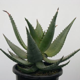 Aloe ferrox 4kg