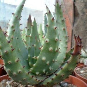 Aloe ferrox