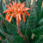 Aloe maculata '10kg'