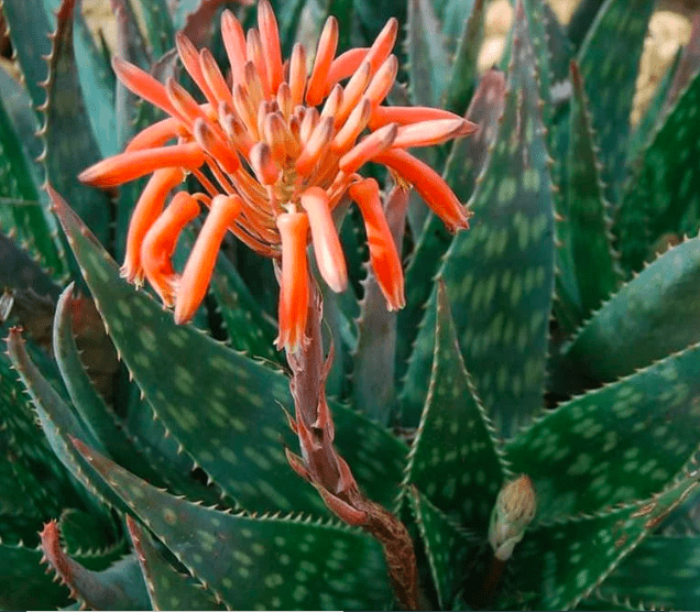 Aloe maculata