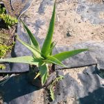 Aloe thraskii '10kg'