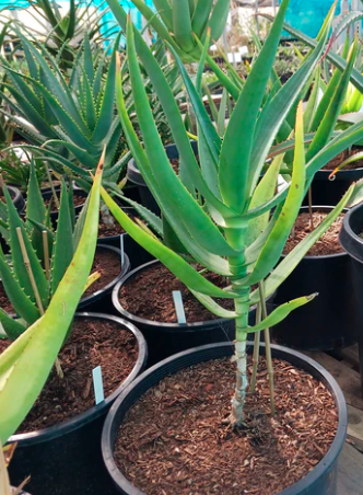 Aloe thraskii