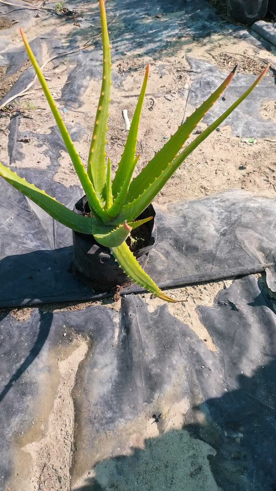 Aloe vera