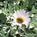 Arctotis cream white