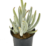 Cotyledon orbiculata 'Grey finger'