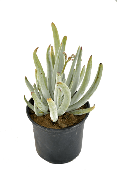 COTYLEDON-GREY-FINGERS