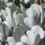 Cotyledon orbiculata 'Grey' (128)