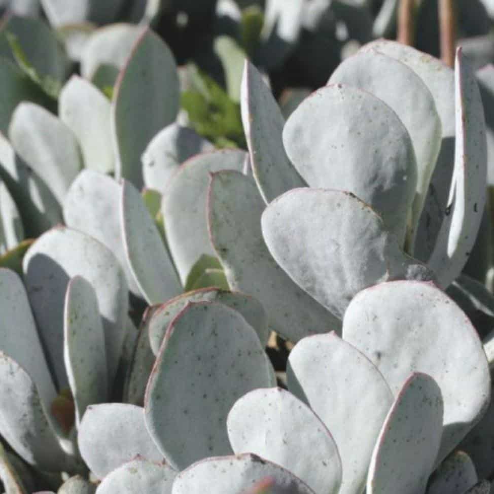 COTYLEDON-Orbiculata_Grey