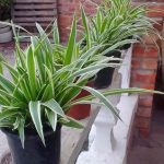Chlorophytum comosum 'green'