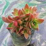 Crassula capitella campfire