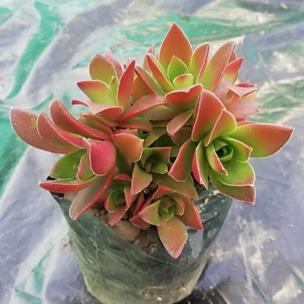 Crassula camfire