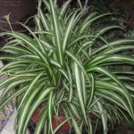Chlorophytum comosum var