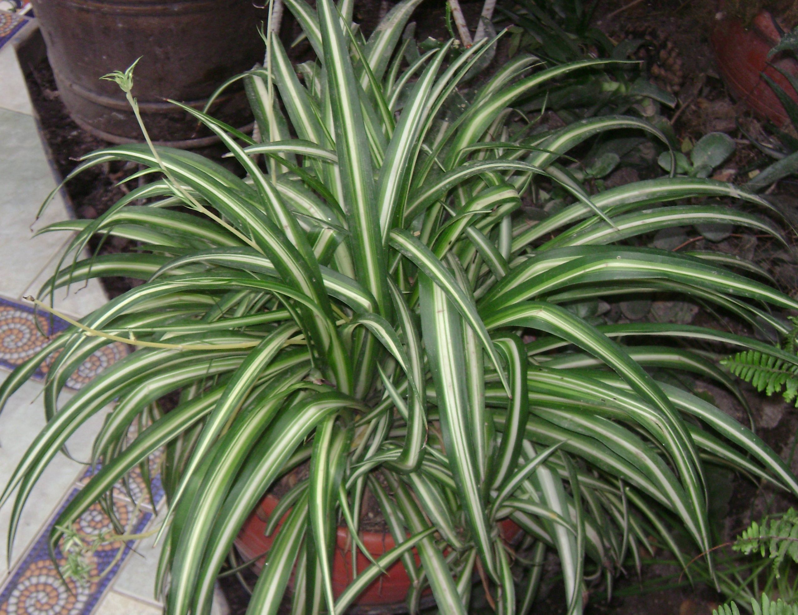 Hierbabuena_0611_Revised