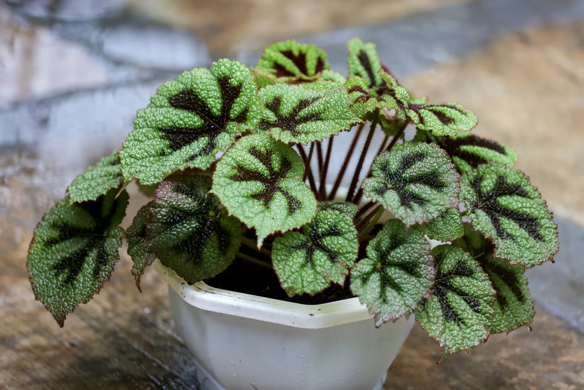 Primex-Garden-Center-Glenside-Pennsylvania-Begonia-Varieties-Care-guide-2-1-1900×1268