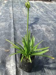 agapanthus blue