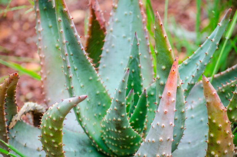 aloe-aculeata