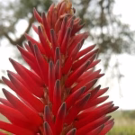 Aloe Mr winter