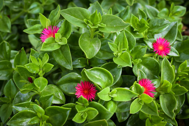 aptenia-cordifolia