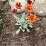 Arctotis orange