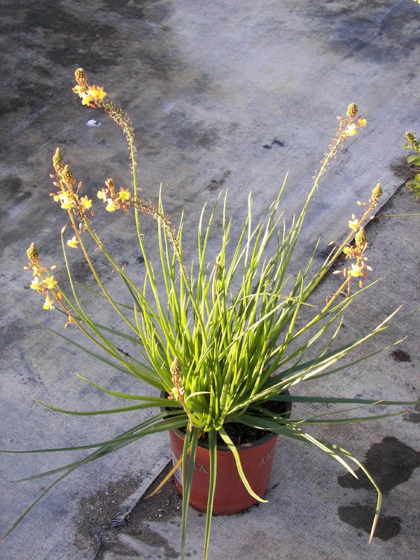 bulbine Orange