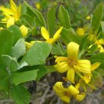 Chrysanthemoides monilifera