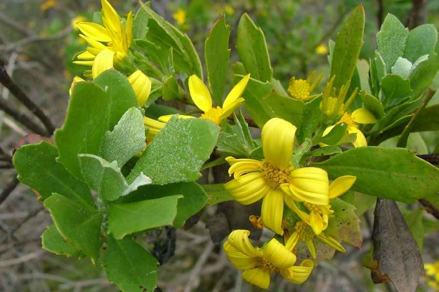 chrysanthemoidesmoniliferamonilifera8
