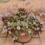 Crassula multicava '6 packs'