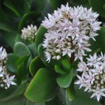 Crassula ovata