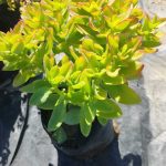 Crassula sarmentosa
