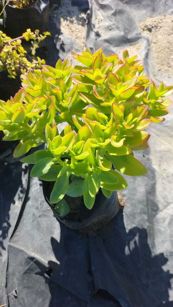 Crassula sermentosa
