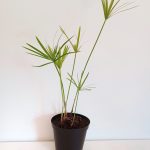 Cyperus textile
