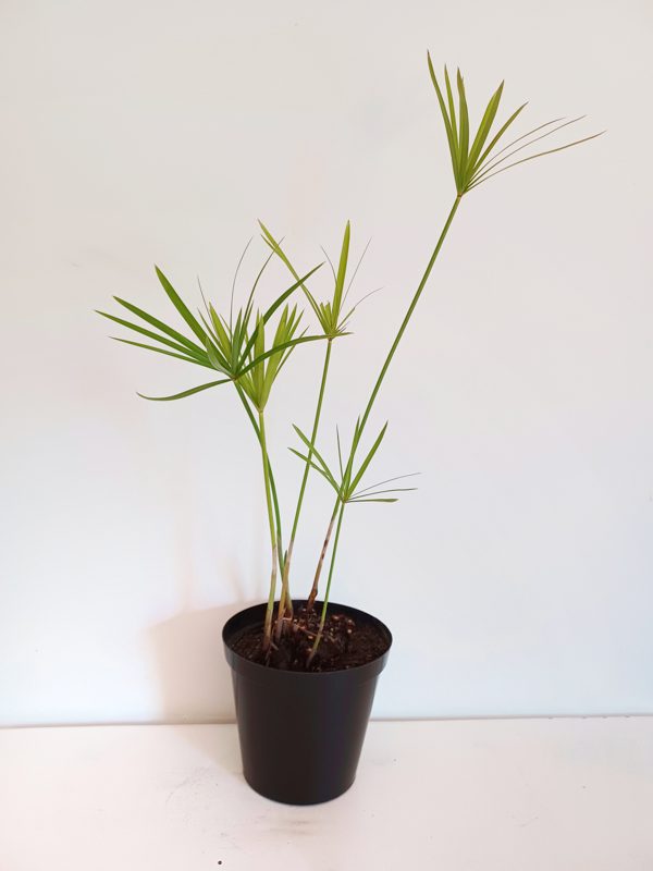 Cyperus textile
