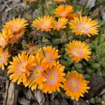 Delosperma orange
