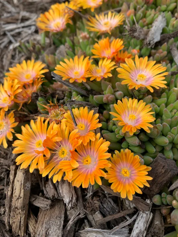 Delosperma orange