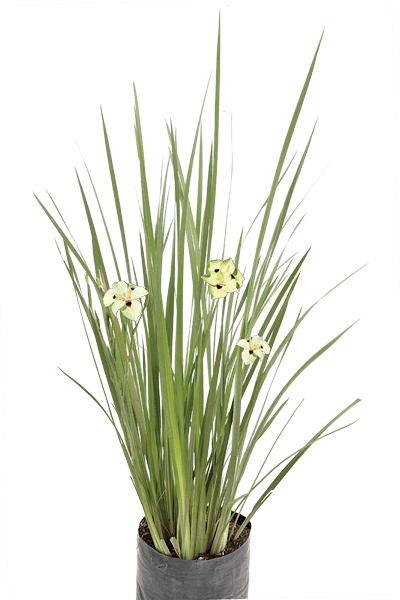 Dietes bicolor