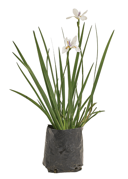 Dietes grandiflora
